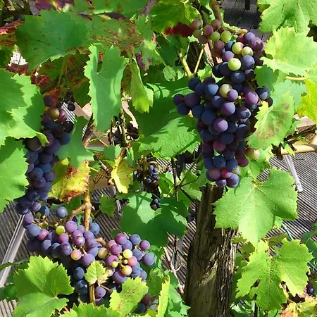 Pensjonat Waldhaus Wolfental 3*