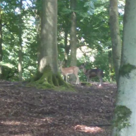 Pensjonat Waldhaus Wolfental