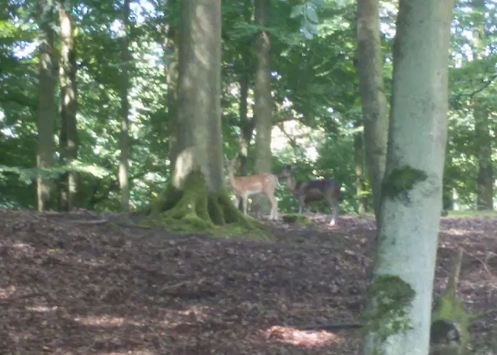 Casa de hóspedes Waldhaus Wolfental