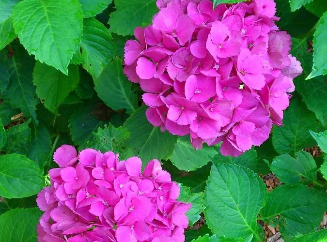 Casa de hóspedes Waldhaus Wolfental